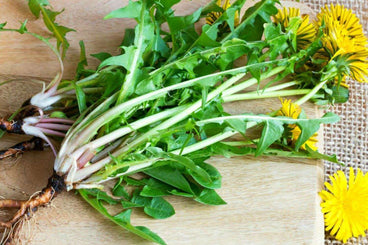 12 Health Benefits Of Dandelion Leaves And Dandelion Root [INFOGRAPHIC]