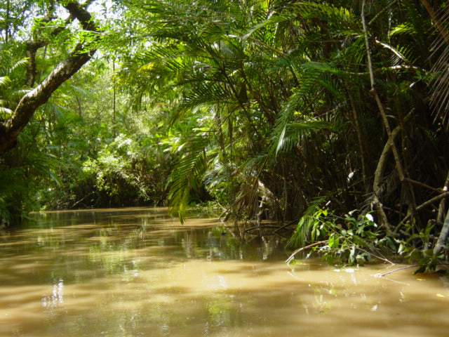 How Many Trees are in the Amazon? Brazil to Count Them All