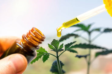 How Does Hemp Oil Effect The Endocannabinoid System?